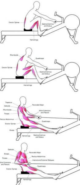 Rowing Workout Muscle Groups